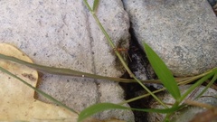 Anoplolepis gracilipes