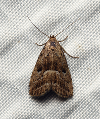 Hypenodes caducus