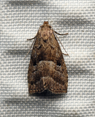 Hypenodes caducus