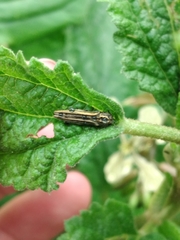 Agrilus aureus
