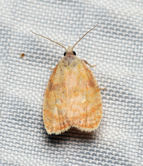 Acleris curvalana