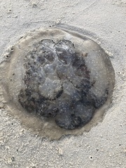 Rhopilema verrilli