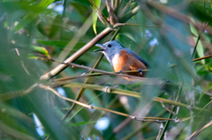 Monarcha cinerascens