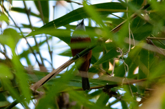 Monarcha cinerascens