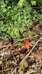 Aquilegia elegantula