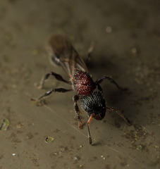 Dilobocondyla fouqueti