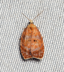 Acleris curvalana