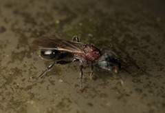 Dilobocondyla fouqueti