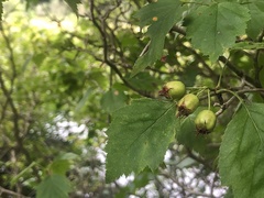 Crataegus macrosperma