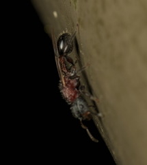 Dilobocondyla fouqueti