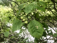 Crataegus macrosperma