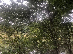 Crataegus macrosperma