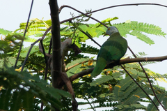 Ptilinopus melanospilus