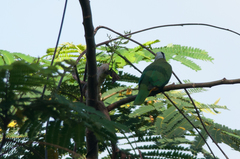 Ptilinopus melanospilus