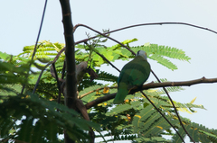 Ptilinopus melanospilus