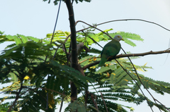 Ptilinopus melanospilus