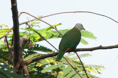 Ptilinopus melanospilus
