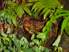 Tuerkayana