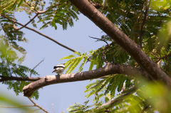 Lalage leucopygialis