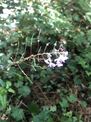 Hylodesmum nudiflorum