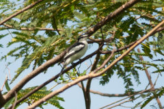 Lalage leucopygialis