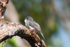 Pachycephala griseonota