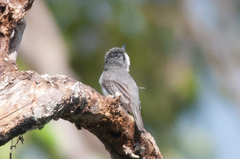 Pachycephala griseonota
