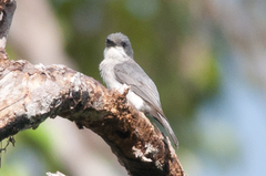 Pachycephala griseonota