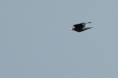 Columba vitiensis halmaheira