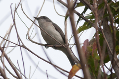 Pachycephala griseonota