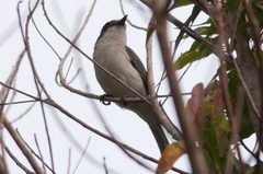 Pachycephala griseonota