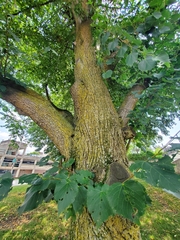 Tilia americana