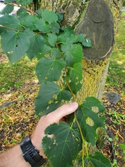 Tilia americana