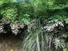 Scirpus pedicellatus