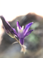 Brodiaea rosea rosea