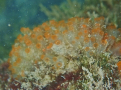 Ecteinascidia turbinata