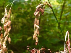 Scirpus pedicellatus
