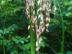 Scirpus pedicellatus