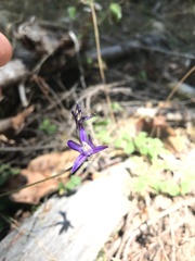 Brodiaea rosea rosea
