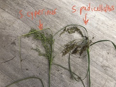 Scirpus pedicellatus