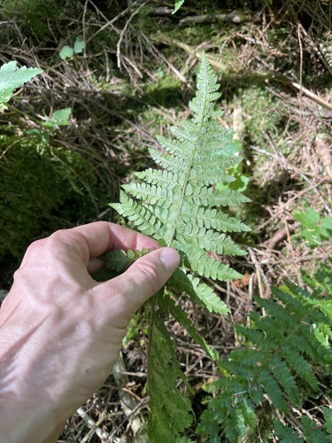 Polystichum braunii image