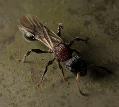Dilobocondyla fouqueti