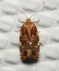 Choristoneura pinus
