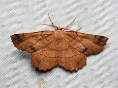 Euchlaena johnsonaria