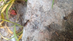 Odontoponera denticulata