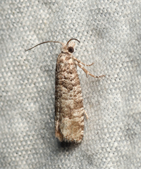 Retinia gemistrigulana