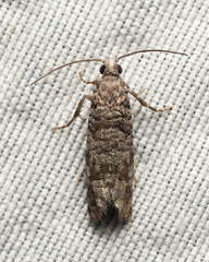 Retinia gemistrigulana