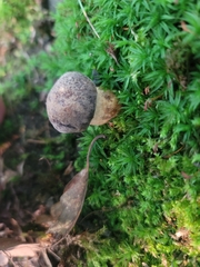 Retiboletus griseus