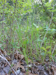 Carex tetrastachya
