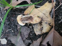 Retiboletus griseus